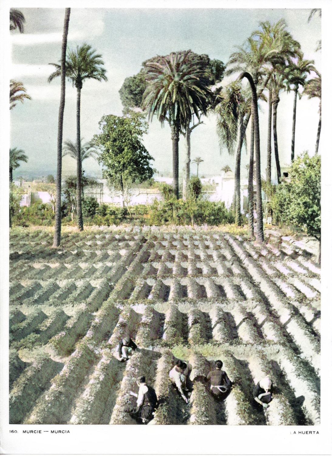 Lamina Huerta de Murcia HMuIn